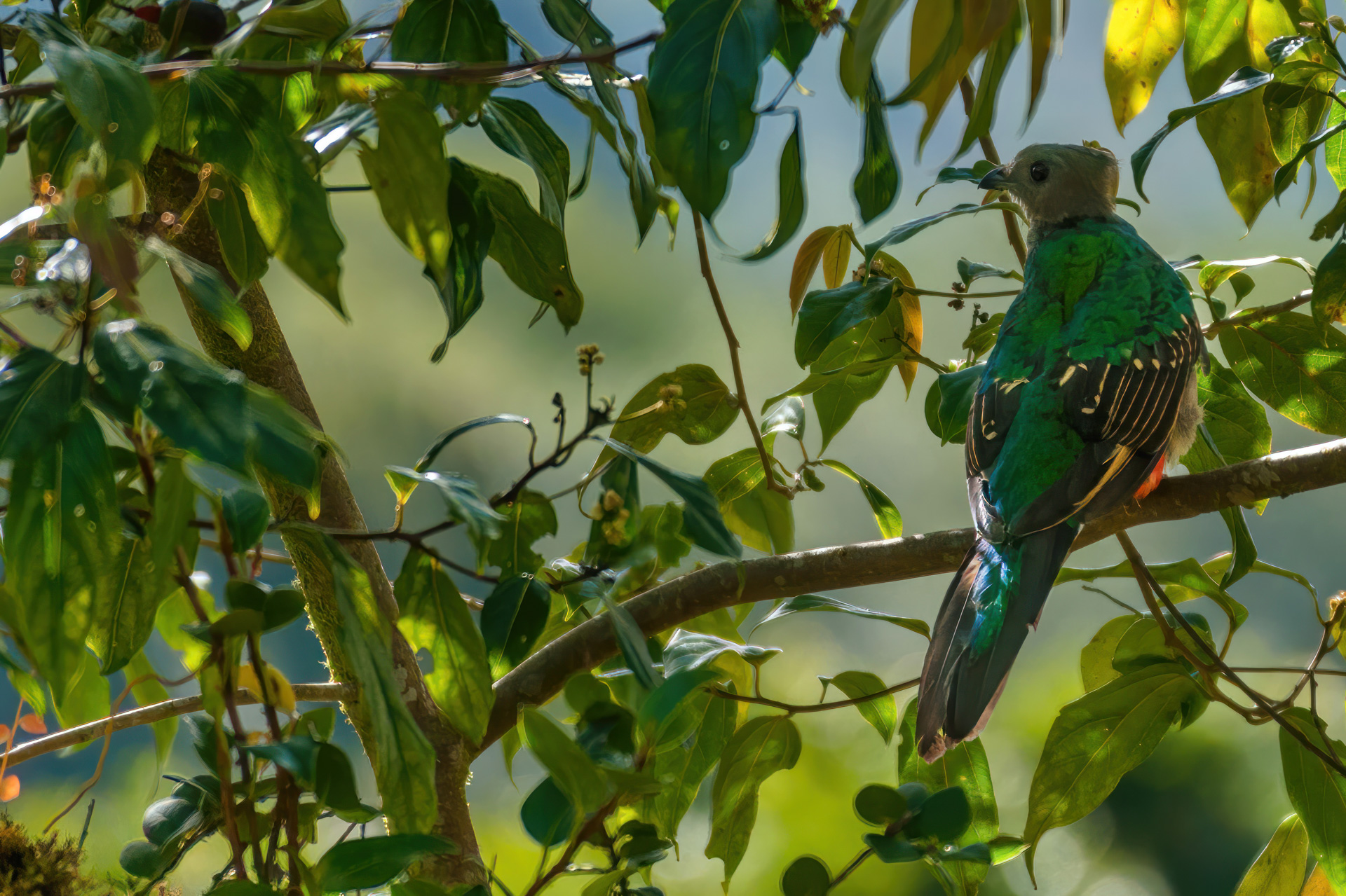 Weiblicher Quetzalvogel